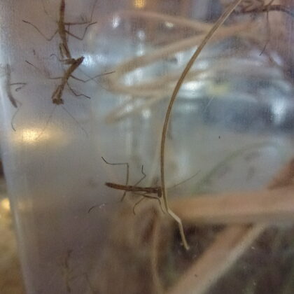 Chinese Praying Mantis Nymph